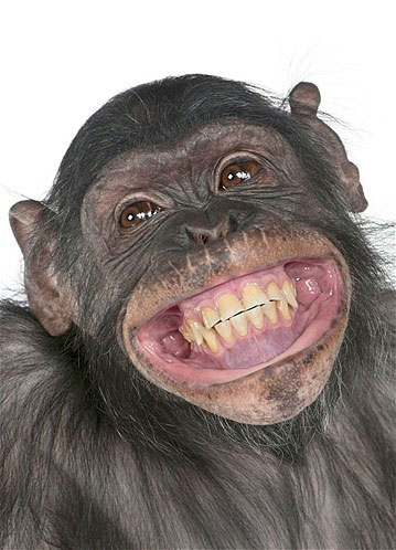 Smiling Chimp